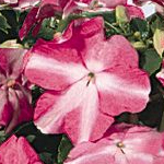 Afbeelding Impatiens walleriana Starburst Violet